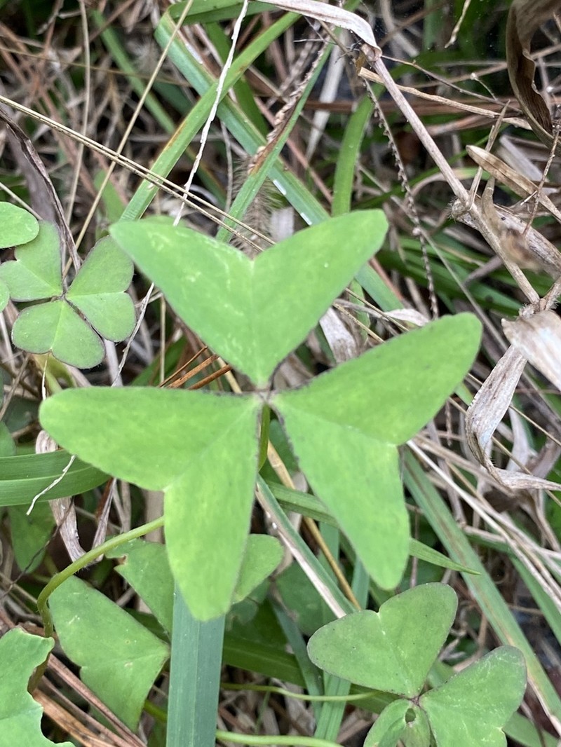 Oxalis dehradunensis photo 6