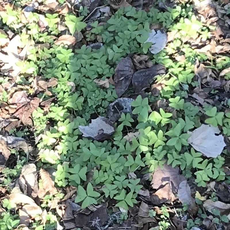 Oxalis dehradunensis photo 7