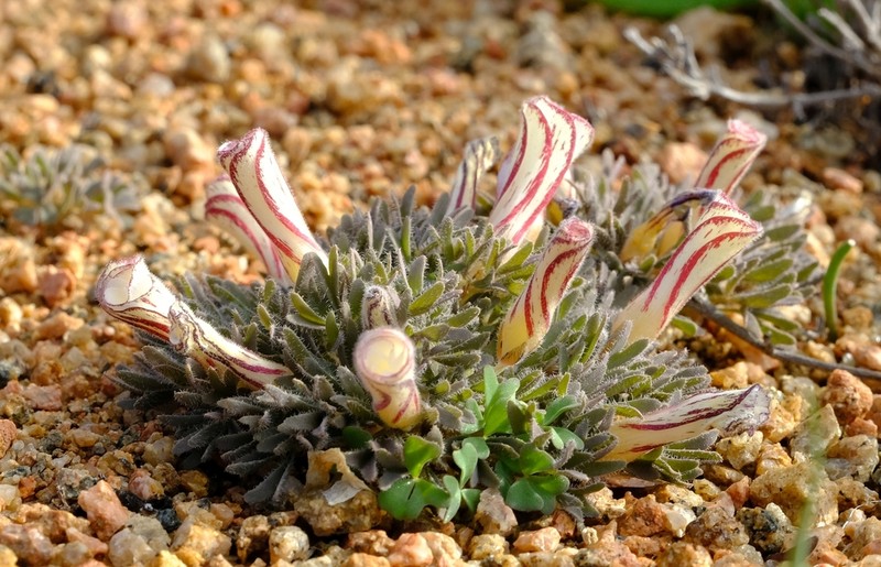 Oxalis densa