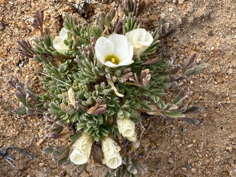 Oxalis densa photo 2