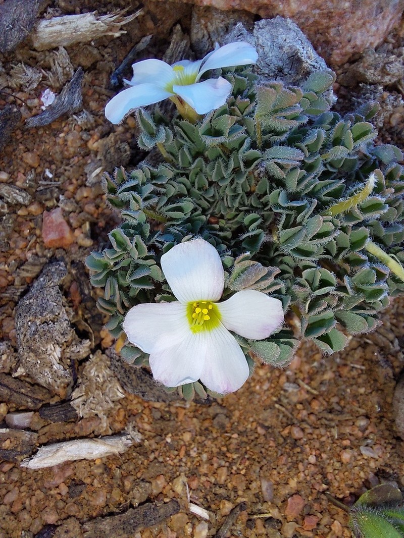 Oxalis densa photo 3