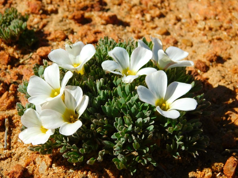 Oxalis densa photo 4