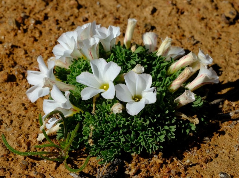 Oxalis densa photo 5