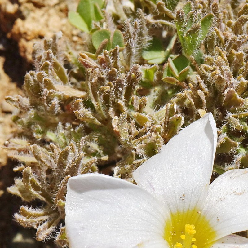 Oxalis densa photo 6