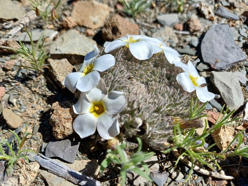 Oxalis densa photo 7