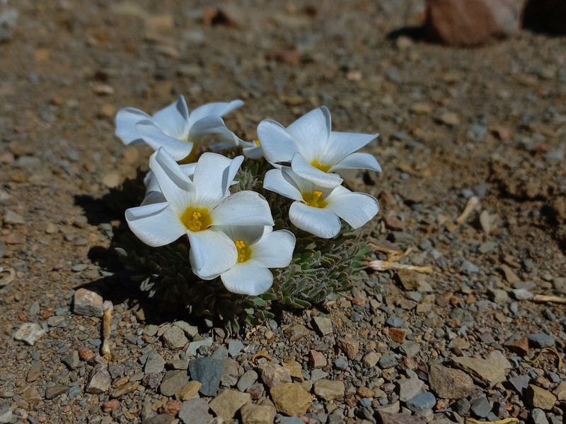 Oxalis densa photo 8