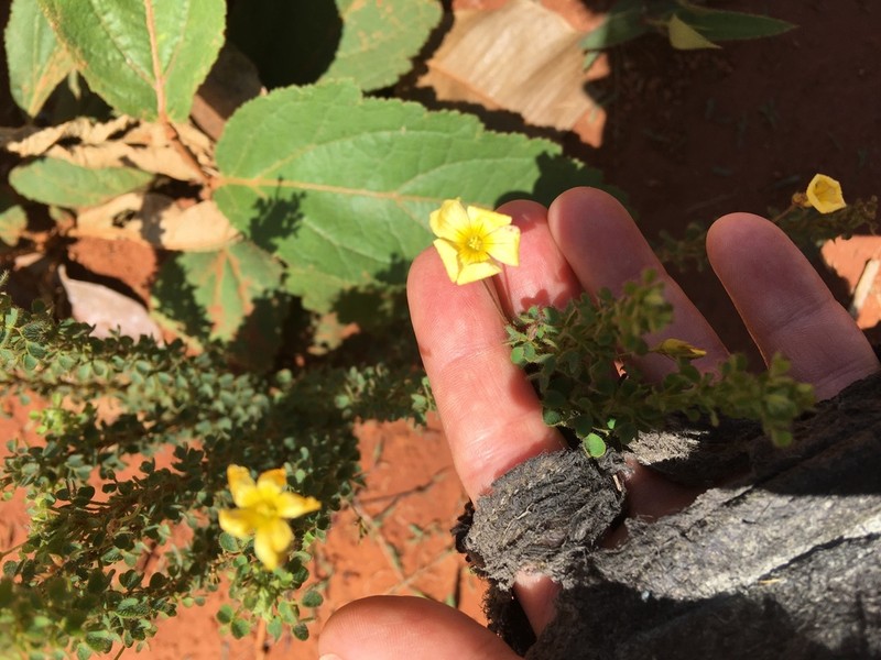 Oxalis densifolia