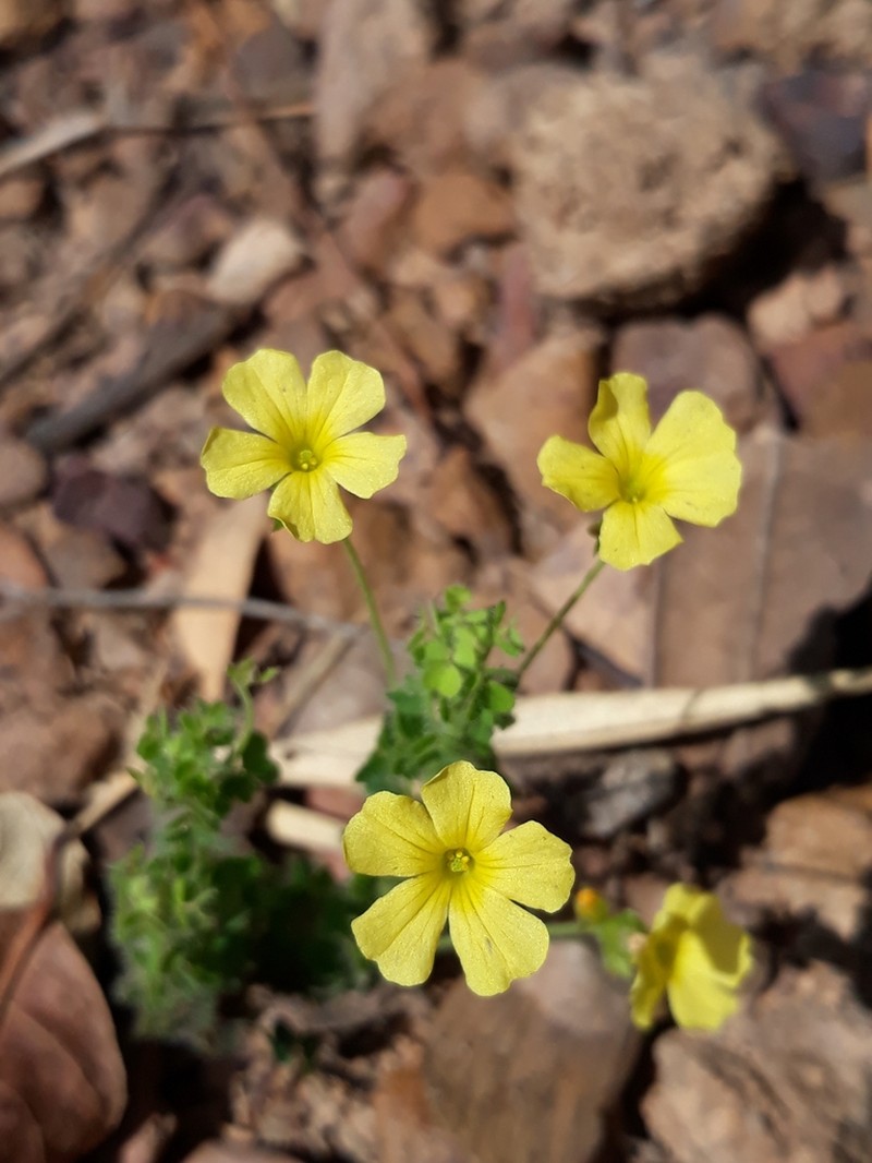 Oxalis densifolia photo 2
