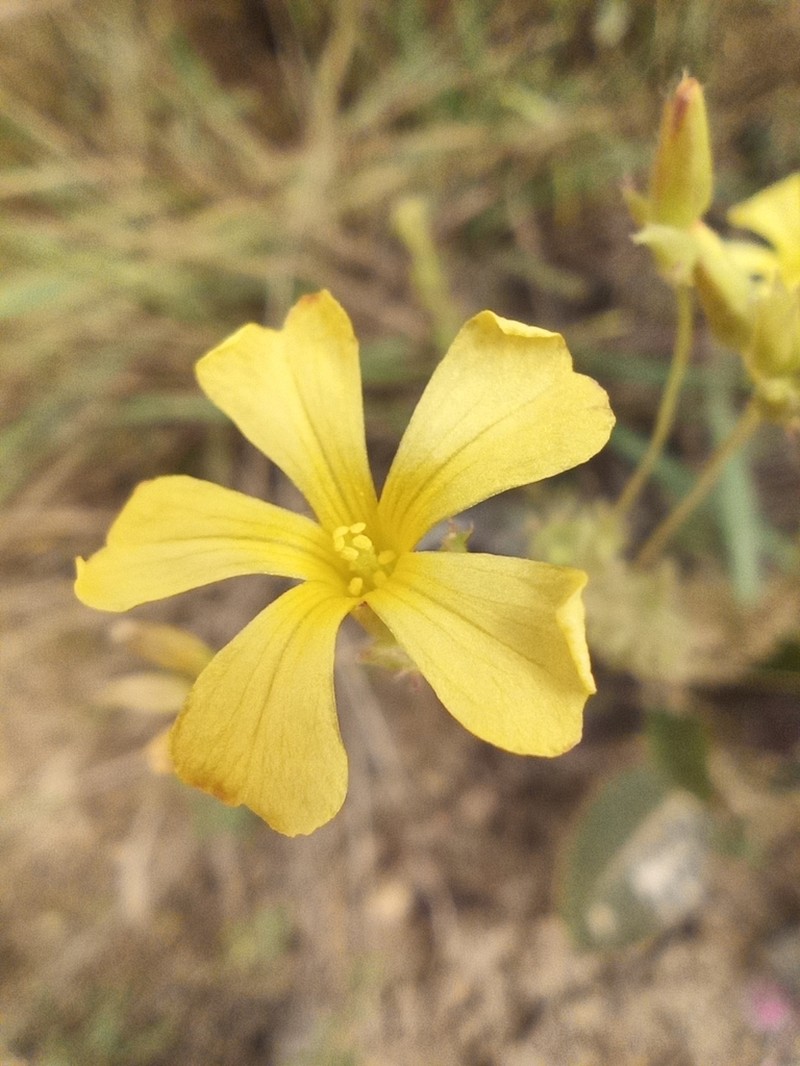 Oxalis densifolia photo 3