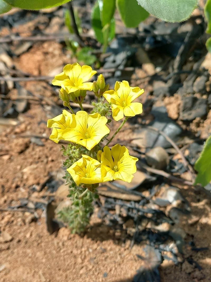 Oxalis densifolia photo 4