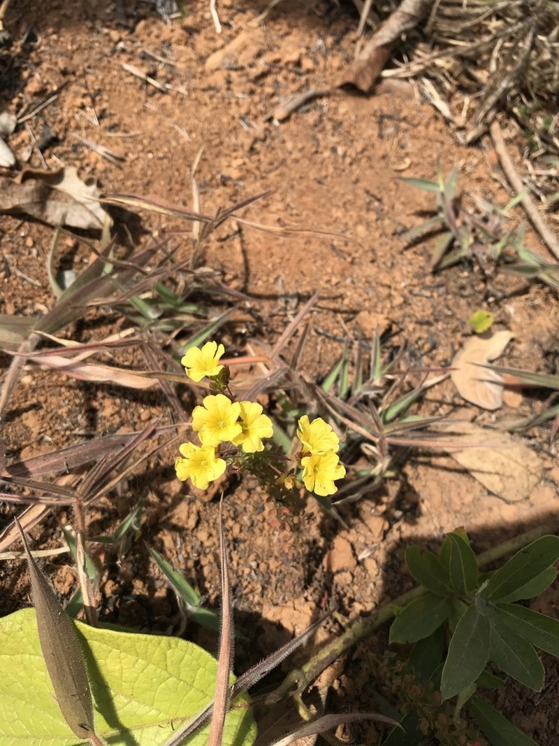 Oxalis densifolia photo 5