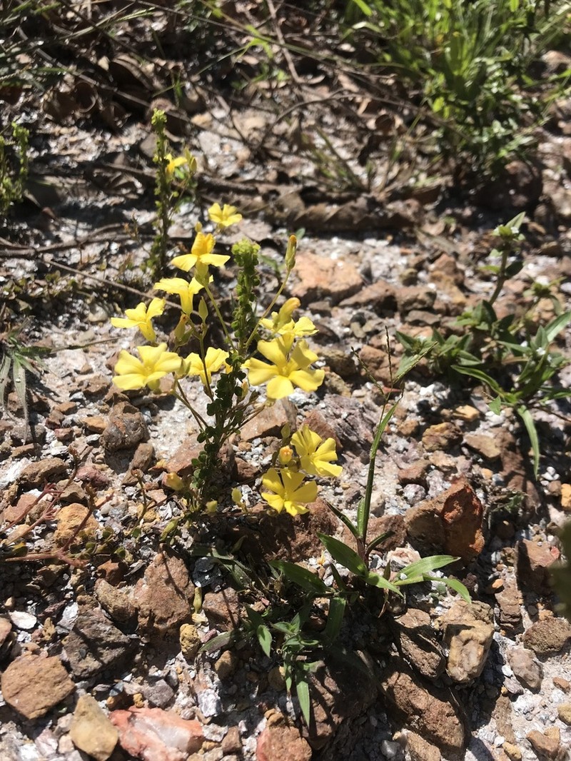 Oxalis densifolia photo 6