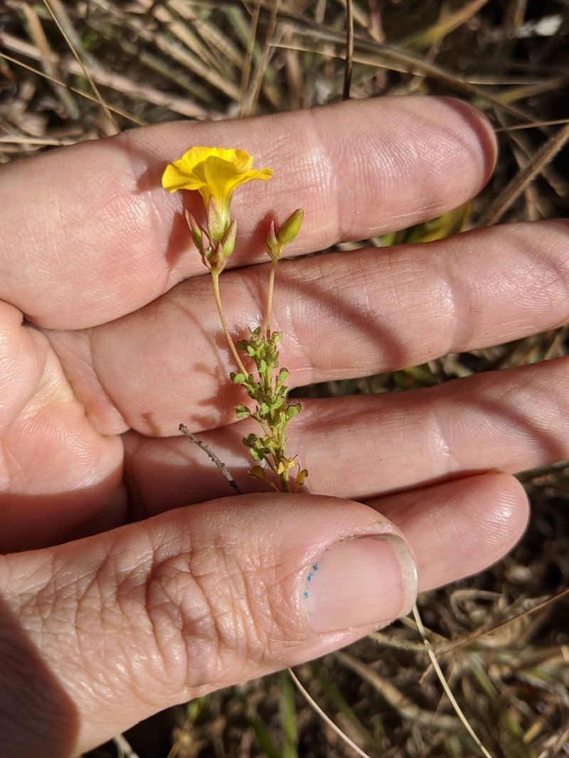 Oxalis densifolia photo 7
