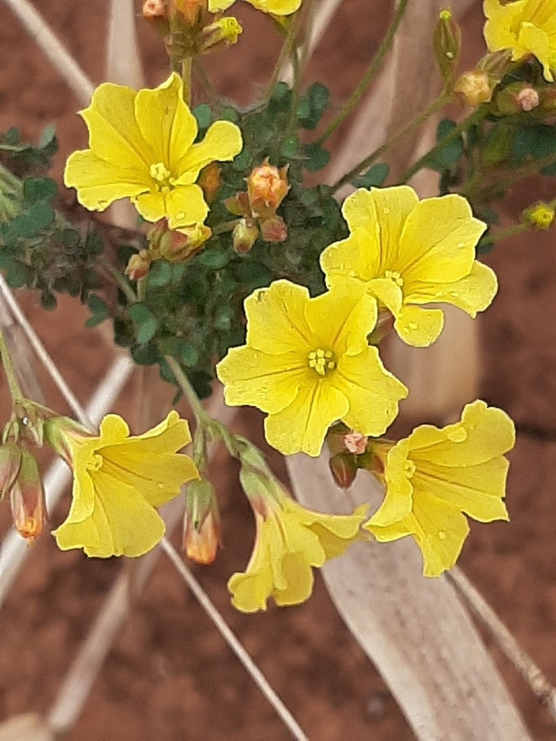 Oxalis densifolia photo 8