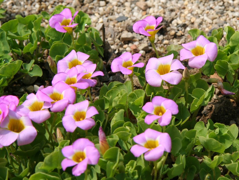 Oxalis depressa