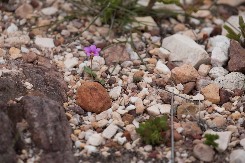 Oxalis depressa photo 2