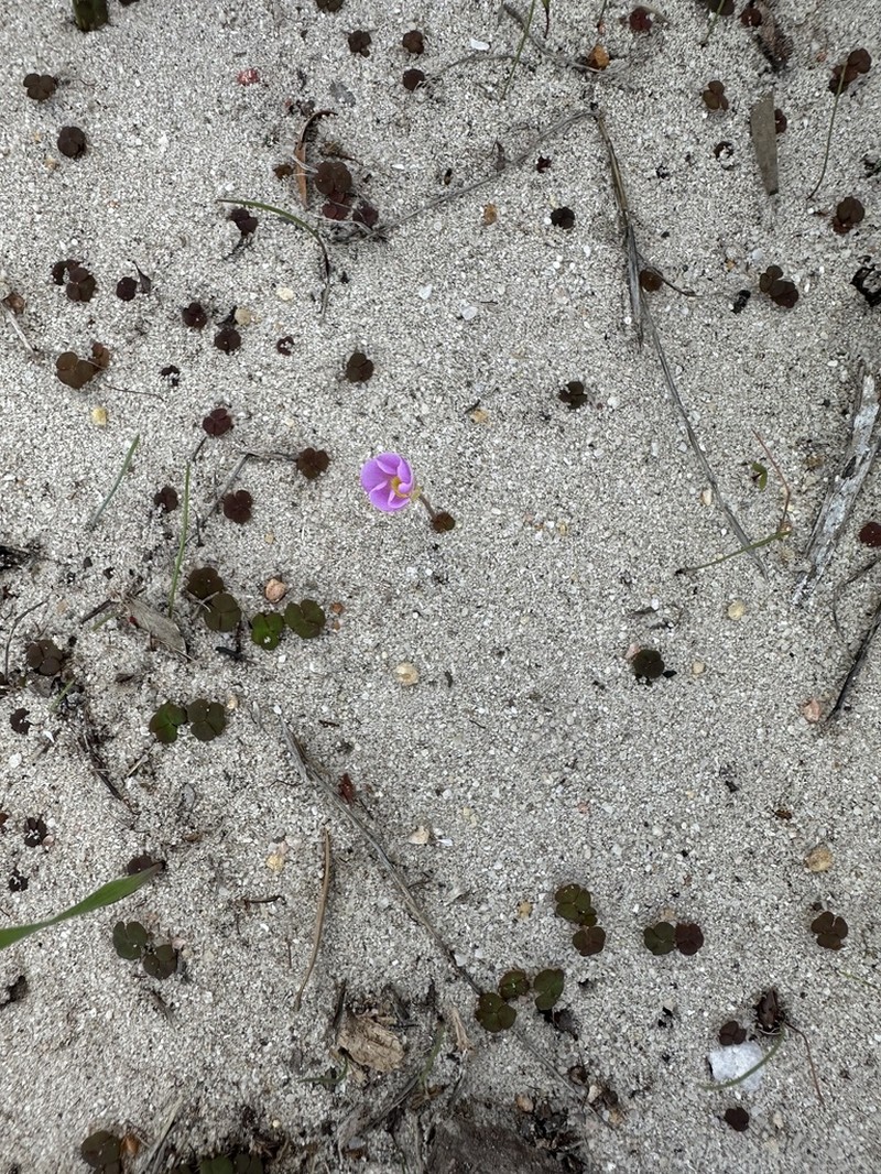 Oxalis depressa photo 3