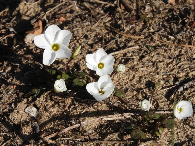 Oxalis depressa photo 4