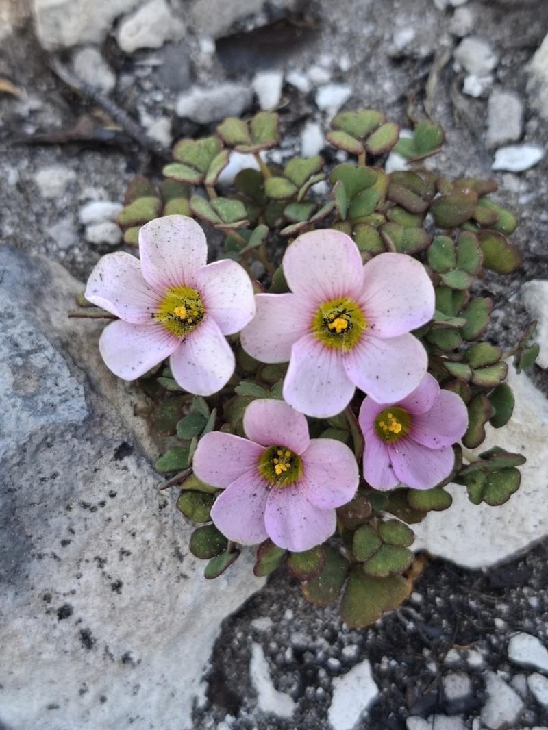 Oxalis depressa photo 5