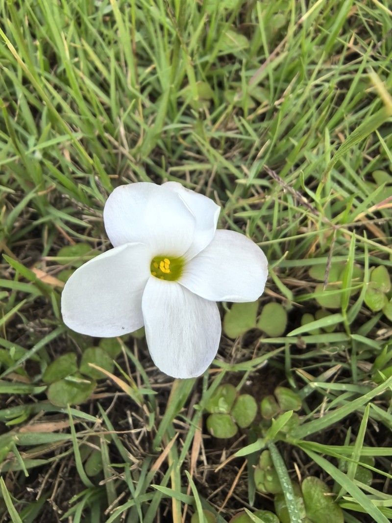 Oxalis depressa photo 6