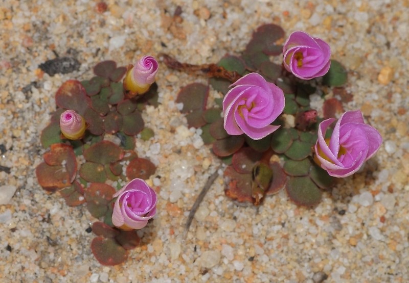 Oxalis depressa photo 7