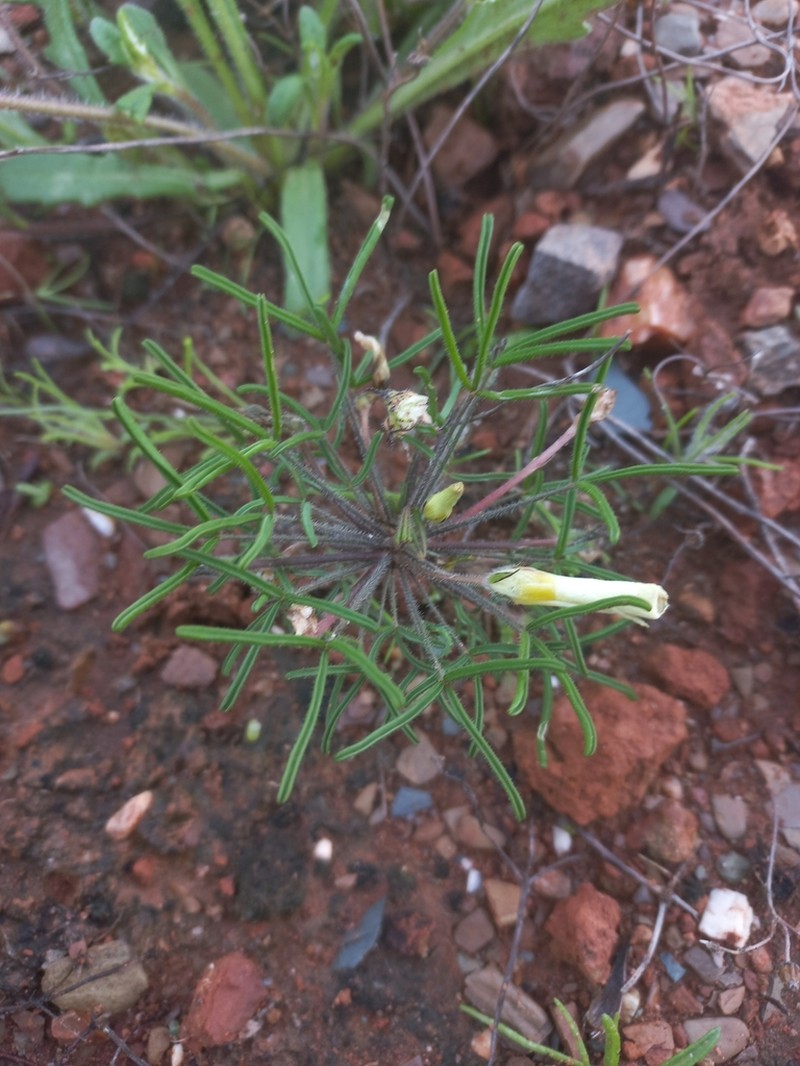 Oxalis deserticola