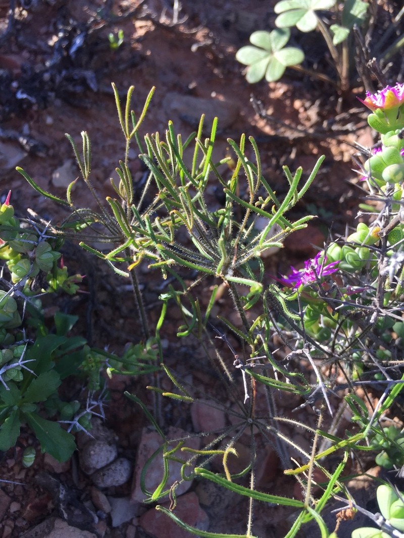 Oxalis deserticola photo 2