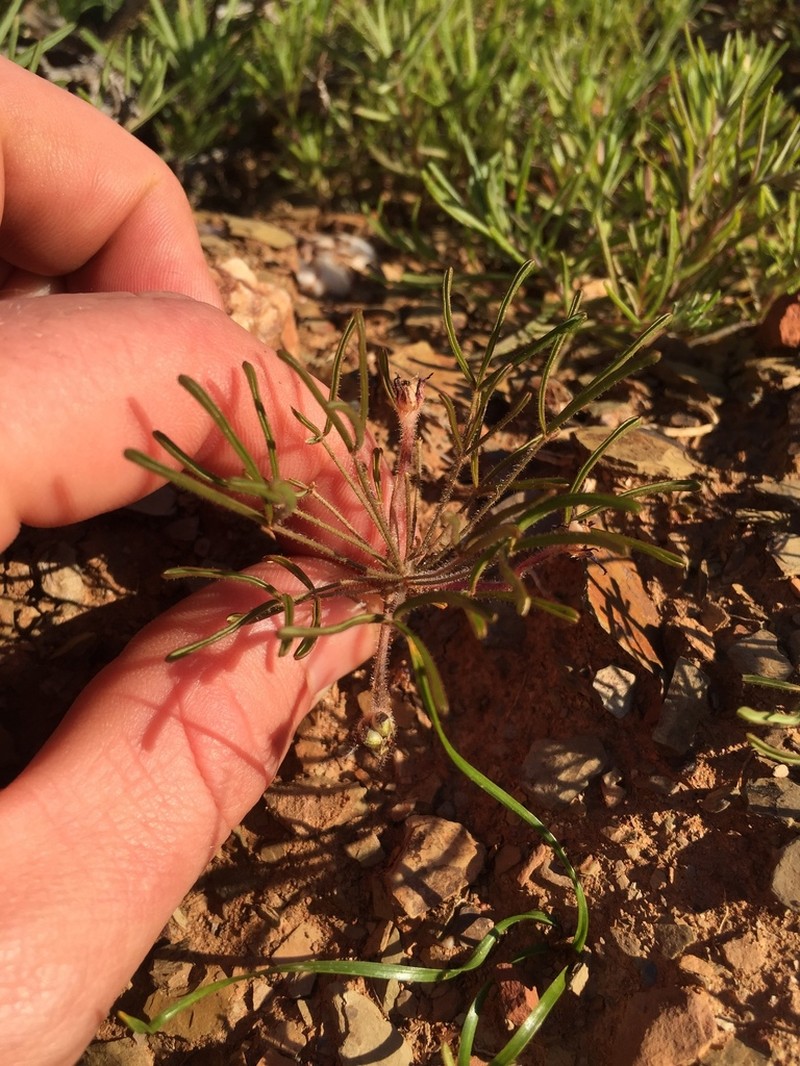Oxalis deserticola photo 3