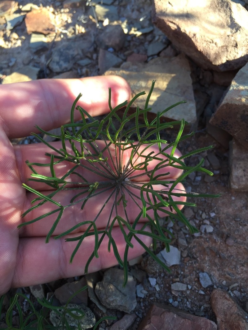Oxalis deserticola photo 4