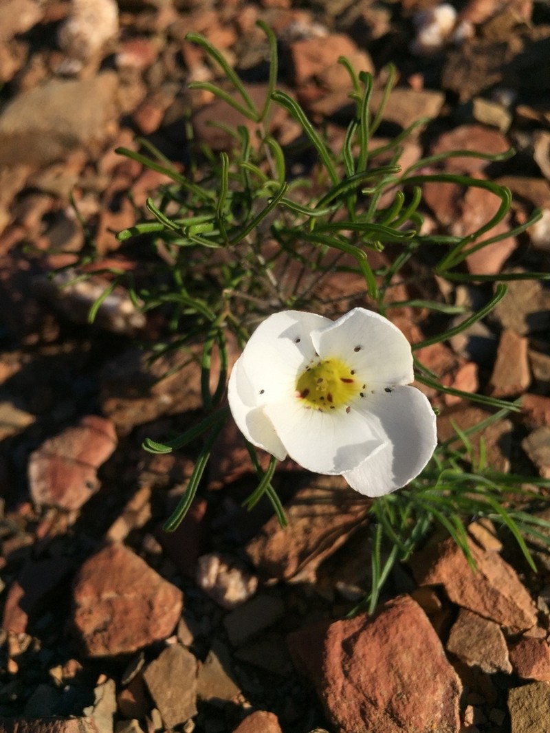 Oxalis deserticola photo 5
