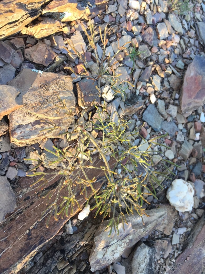 Oxalis deserticola photo 6
