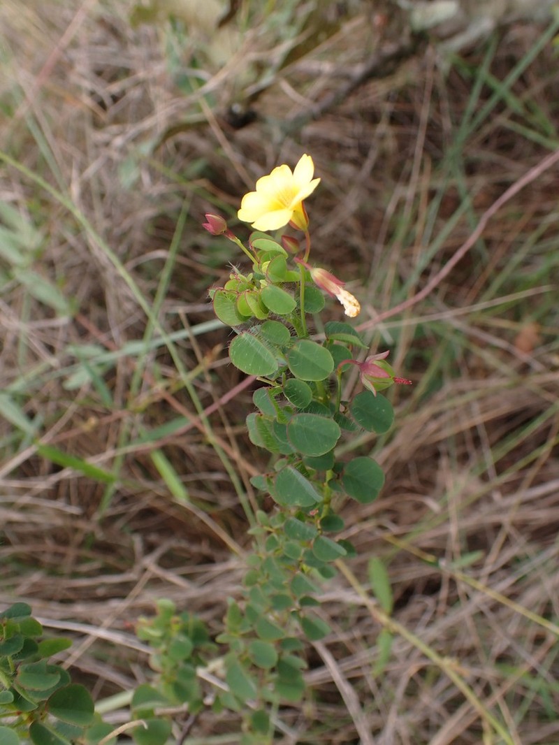 Oxalis diamantinae