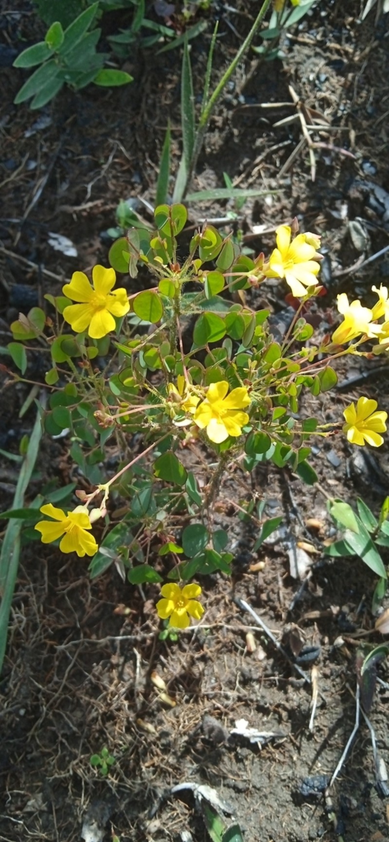 Oxalis diamantinae photo 2