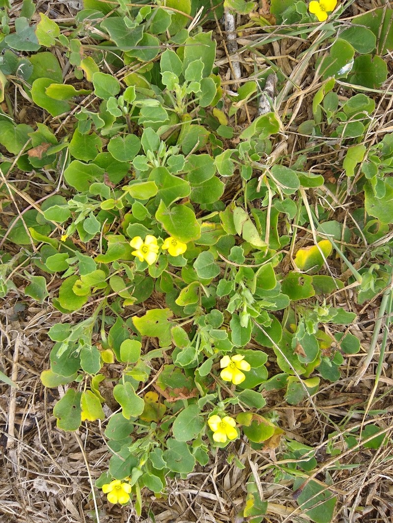 Peonyleaf Woodsorrel