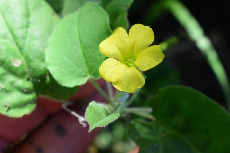 Peonyleaf Woodsorrel photo 3