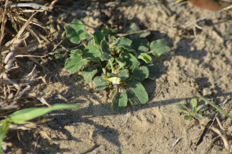 Peonyleaf Woodsorrel photo 5