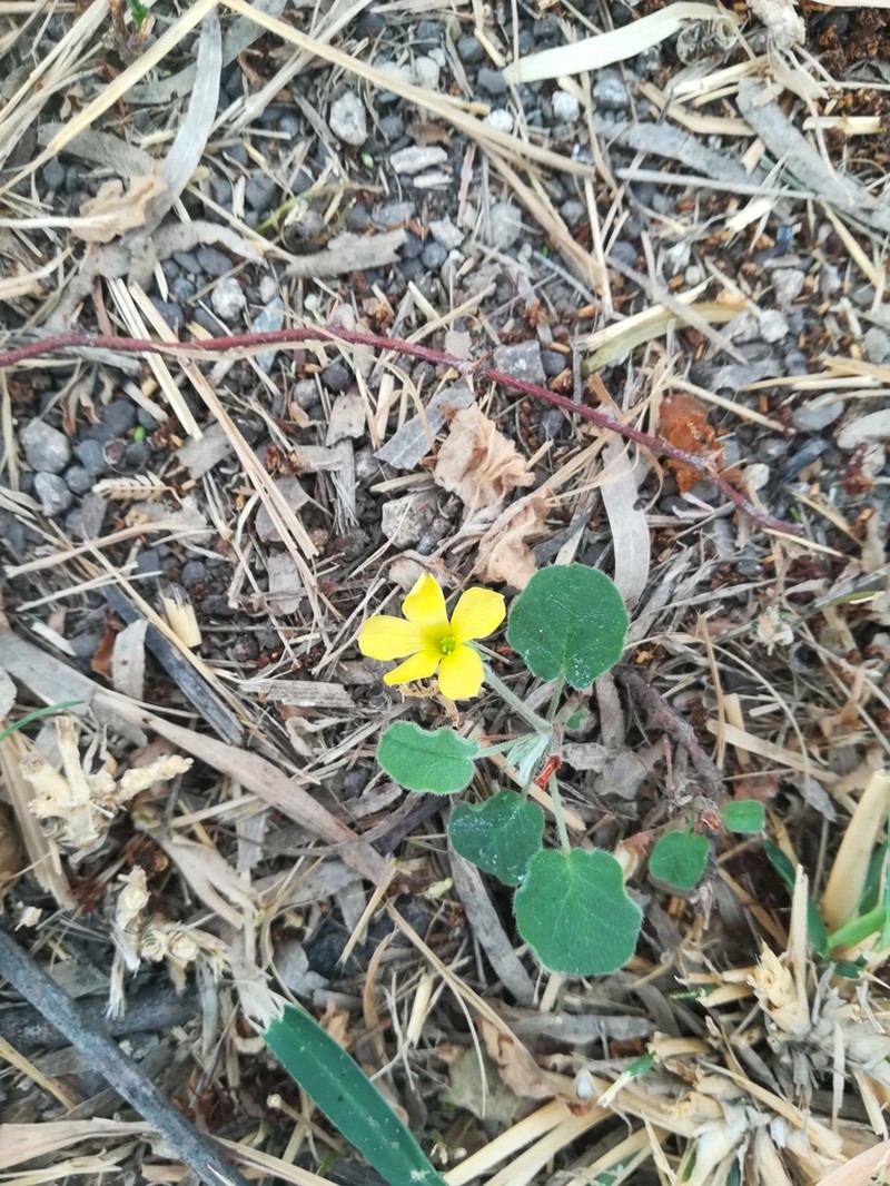 Peonyleaf Woodsorrel photo 6