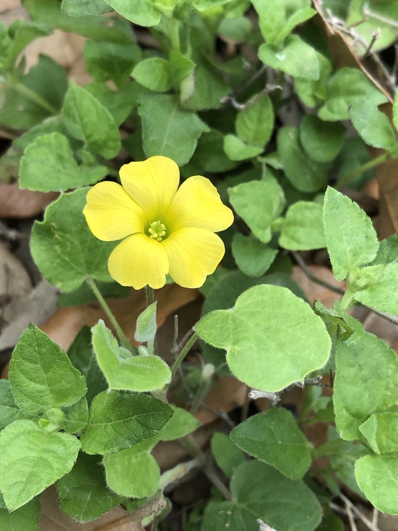 Peonyleaf Woodsorrel photo 7