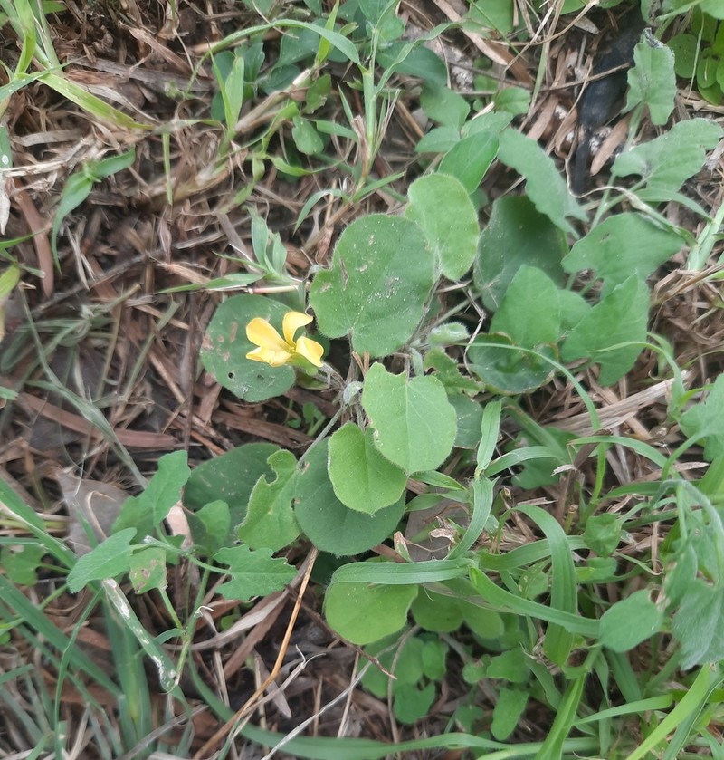 Peonyleaf Woodsorrel photo 8