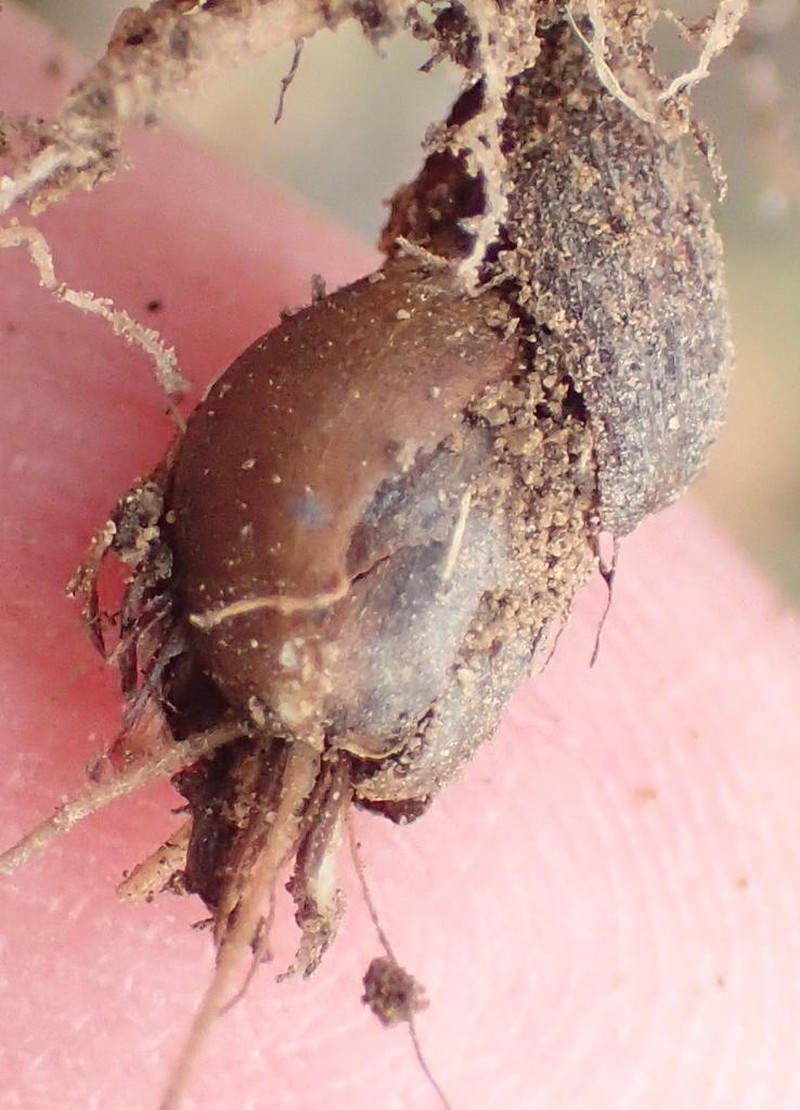 Oxalis dichotoma photo 2