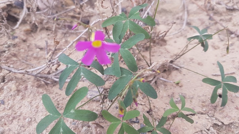 Oxalis dichotoma photo 3