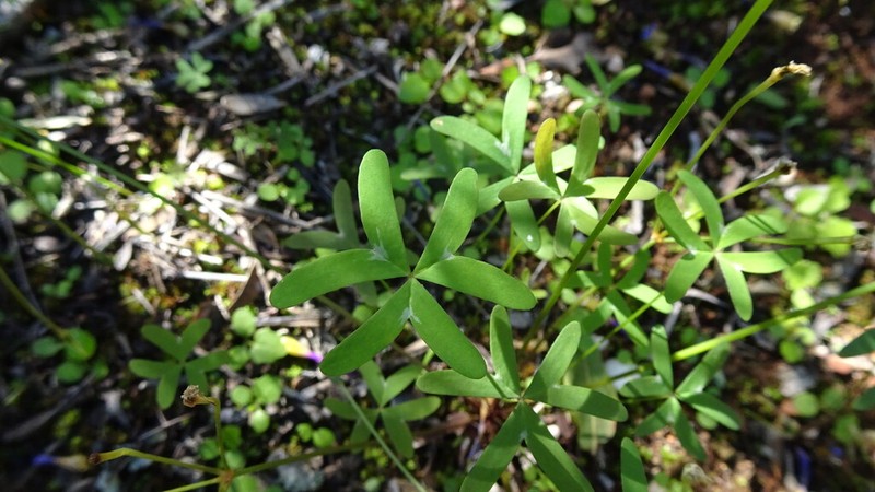 Oxalis dichotoma photo 4