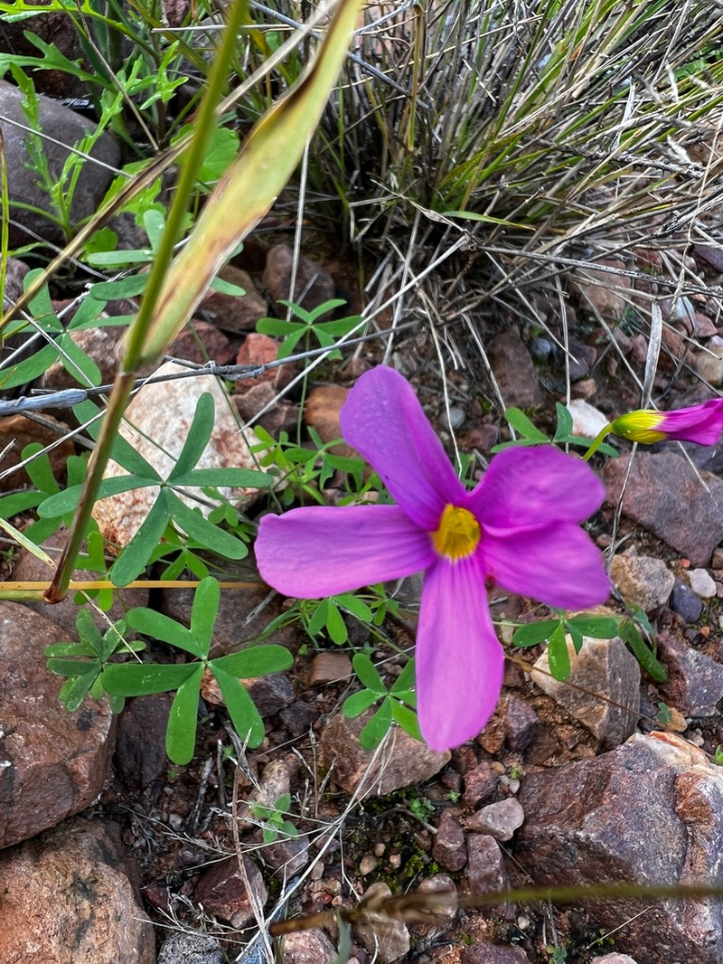 Oxalis dichotoma photo 5