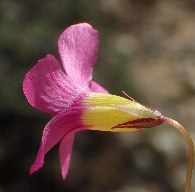 Oxalis dichotoma photo 6