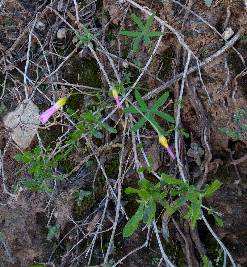 Oxalis dichotoma photo 7