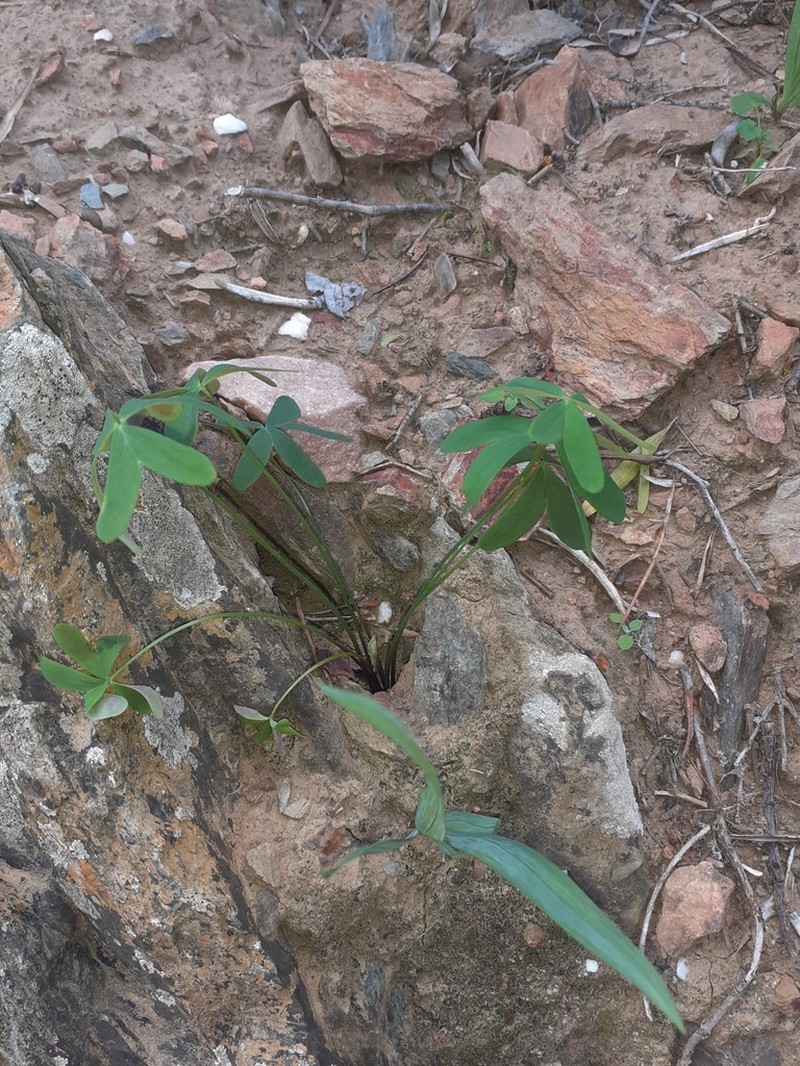Oxalis dichotoma photo 8