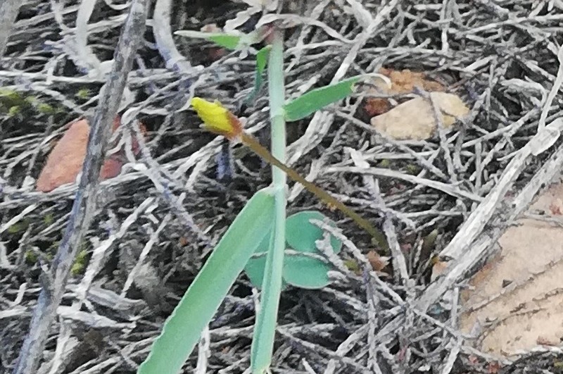 Oxalis dilatata photo 2