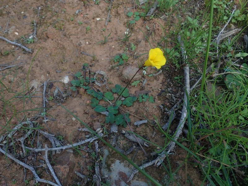 Oxalis dilatata photo 4