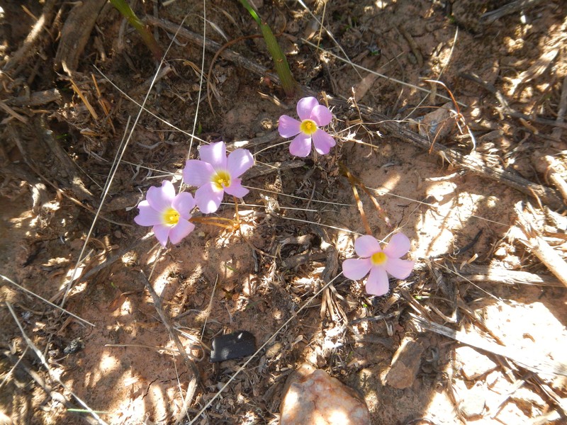 Oxalis dilatata photo 6