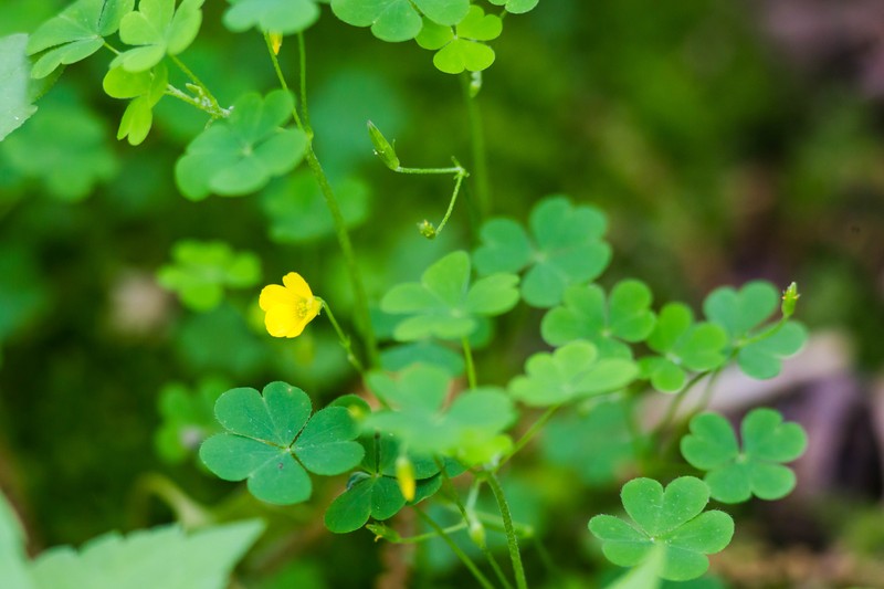 Slender Yellow Woodsorrel